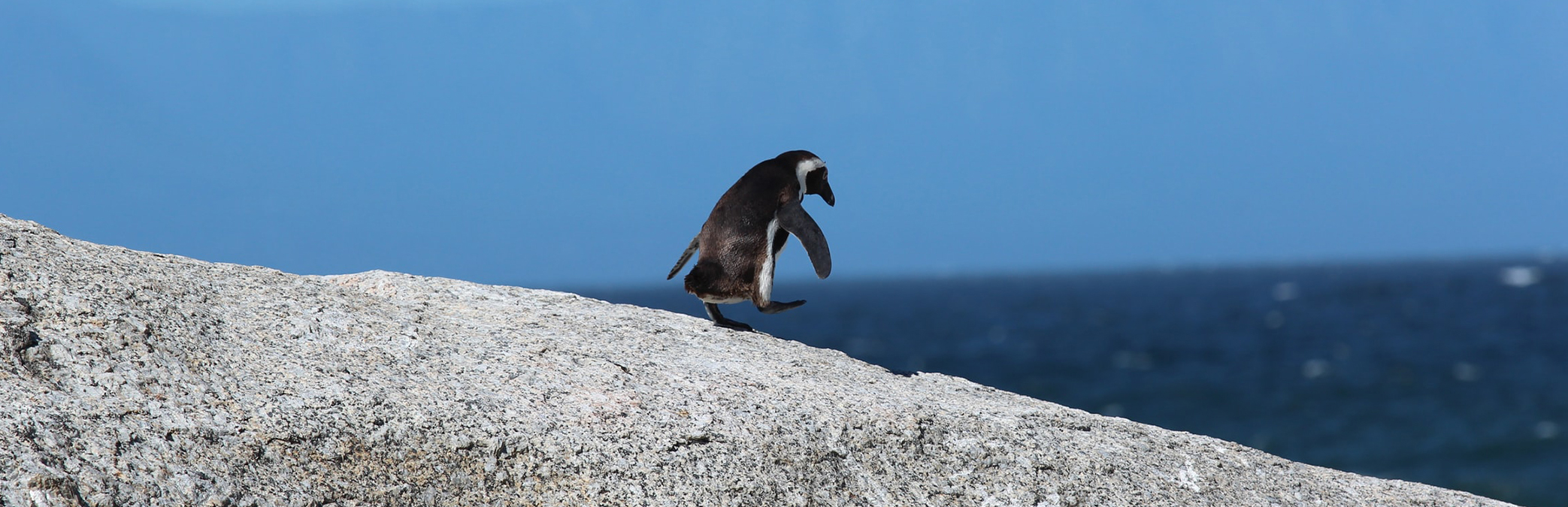 penguin hopping down a rock