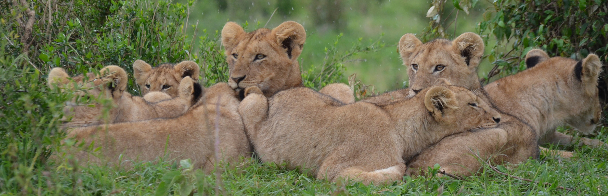 pride of lionesses