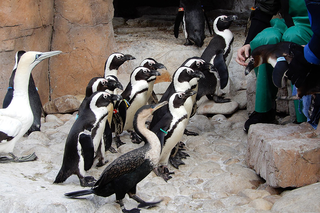 rehabilitating seabirds