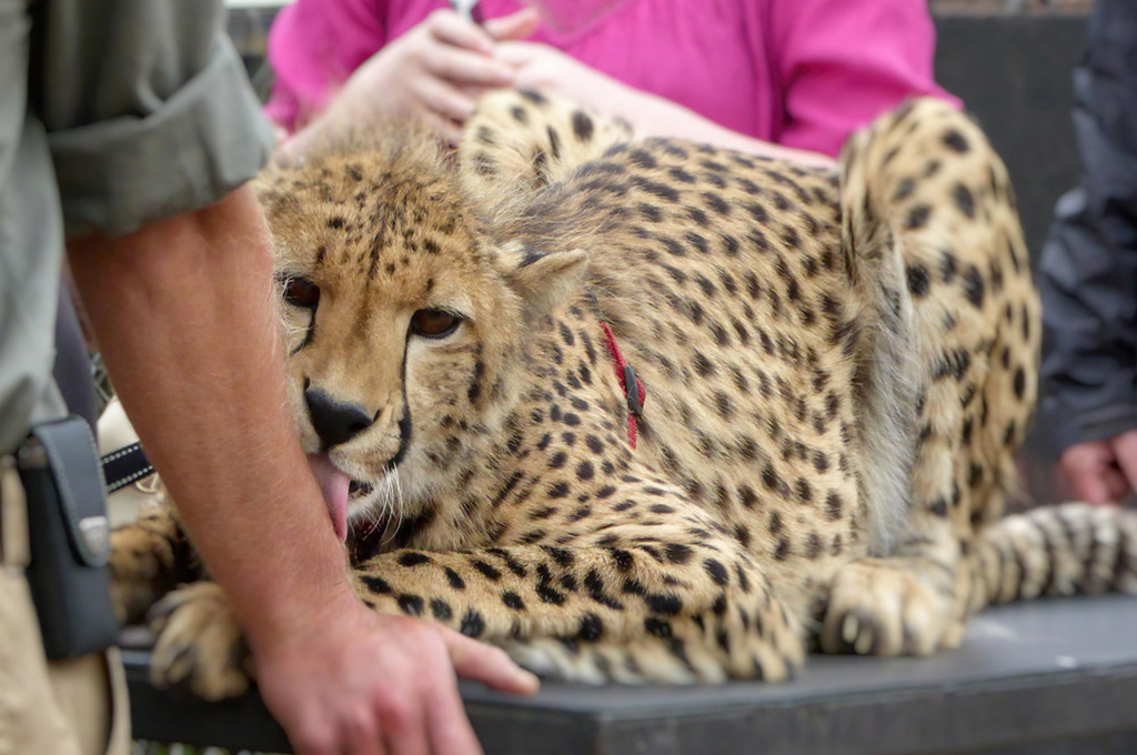 cheetah being cared for